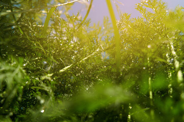 Fototapeta premium different plants against the sky. wildlife background concept