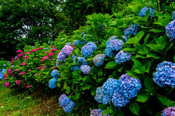 枝川内のアジサイ