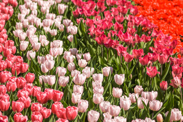 field of tulips