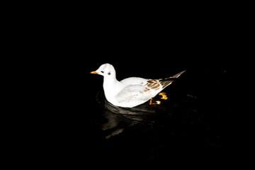 white dove isolated on black