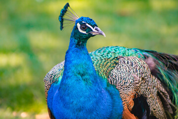 portrait of a peacock