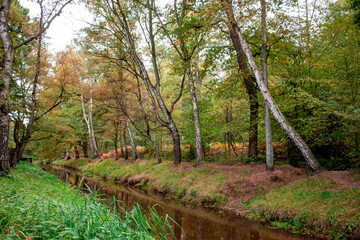spring in the forest