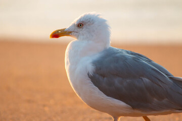 seagull on the beach