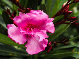flor cor de rosa