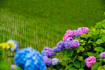 枝川内のアジサイ