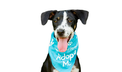 Dog Adopt Isolated on White
