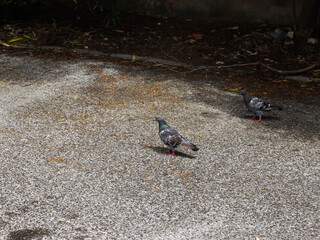 pombo, ave