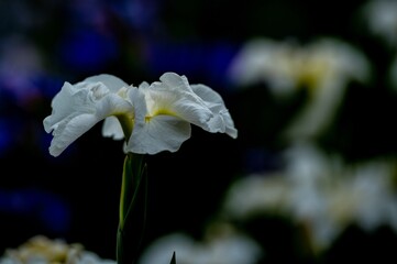 Fototapeta premium 神楽女湖のハナショウブ