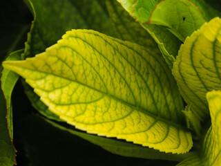 green leaf, folha