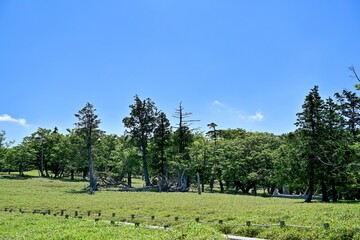 新緑に包まれた牛石ヶ原の情景＠大台ヶ原山、奈良