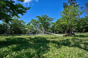 Fototapeta premium 枯れ木と新緑のコラボが美しい牛石ヶ原の情景＠大台ヶ原山、奈良