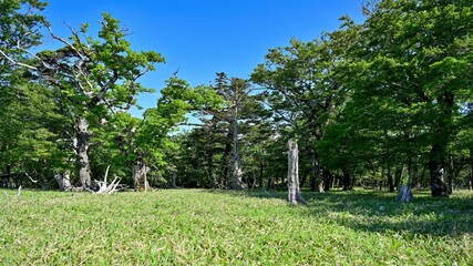枯れ木と新緑のコラボが美しい牛石ヶ原の情景＠大台ヶ原山、奈良