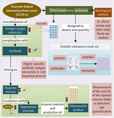 This illustration shows the process of ELISA, which is the short form for enzyme-linked immunosorbent assay. In this process, antigens, antibody, enzymes, and substrates are used. 
