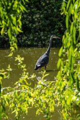one great blue heron standing in the pond searching for fish under the sun behind long willow branches