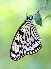 チョウ　オオゴマダラ