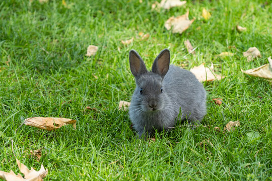 close up of one cute chubby grey bunny standing on the green grass field under the shade facing towards you while chewing food