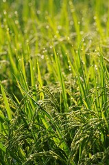 早朝の稲穂に朝露が太陽の光で輝いている