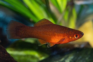 Closeup shot of a yellow feeder fish swimming in the aquarium