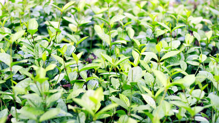 Chlorantus Officialis or heuras tulang plant in the garden.