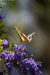 closeup of a butterfly on yellow and red flowers