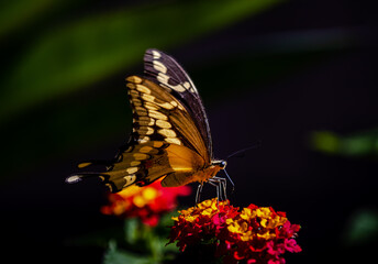 closeup of a butterfly on yellow and red flowers