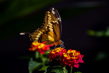 closeup of a butterfly on yellow and red flowers