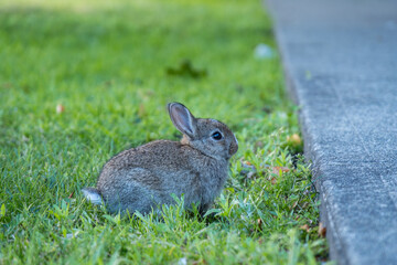 an adorable grey bunny sitting on the green grass on the road side