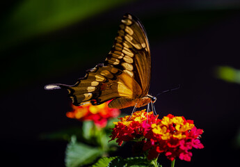 closeup of a butterfly on yellow and red flowers