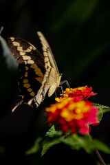closeup of a butterfly on yellow and red flowers