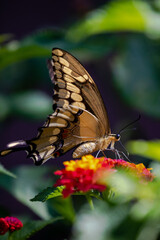 closeup of a butterfly on yellow and red flowers