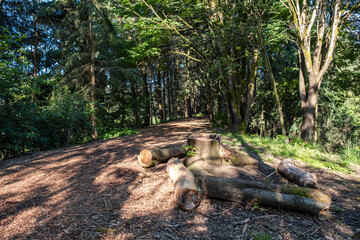 dry wood chips filled path inside park with tall trees covered in green foliage on both side and few cut tree trunks stacking on the side