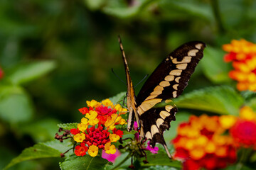 closeup of a butterfly on yellow and red flowers