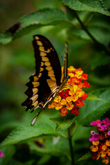 closeup of a butterfly on yellow and red flowers