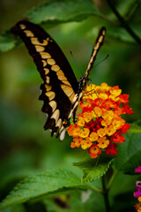 closeup of a butterfly on yellow and red flowers