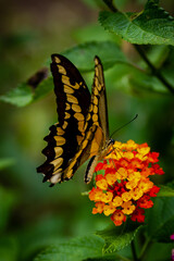 closeup of a butterfly on yellow and red flowers