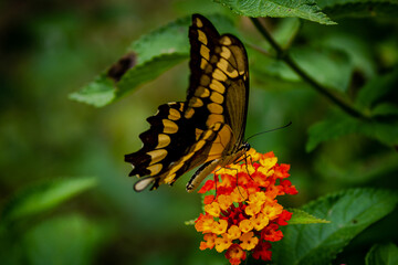 closeup of a butterfly on yellow and red flowers