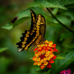 closeup of a butterfly on yellow and red flowers