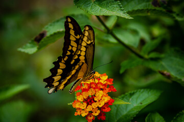 closeup of a butterfly on yellow and red flowers