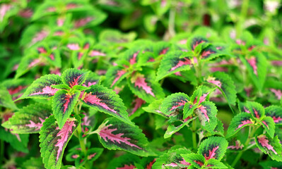 Plectranthus scutellarioides or coleus plant in the garden. 