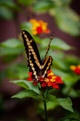 closeup of a butterfly on yellow and red flowers