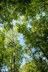 view of green foliage from the bottom of the tree on a sunny day under blue sky