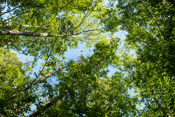 view of green foliage from the bottom of the tree on a sunny day under blue sky