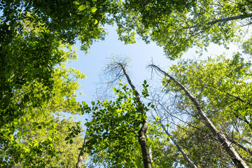 Fototapeta na wymiar view of green foliage from the bottom of the tree on a sunny day under blue sky