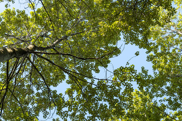 view of green foliage from the bottom of the tree on a sunny day under blue sky