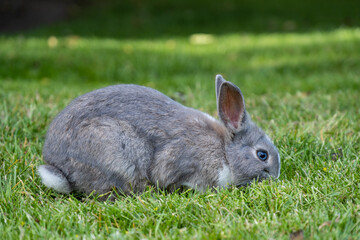 cute grey rabbit with white fur on its forehead and tail eating on the green grass field