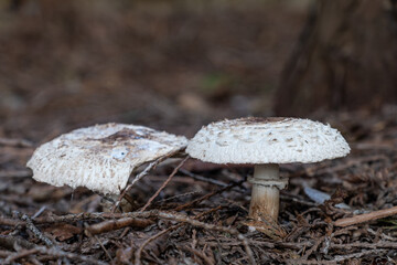 Fototapeta premium two big mushrooms with round caps grown on dry twigs filled ground in the park under the shade