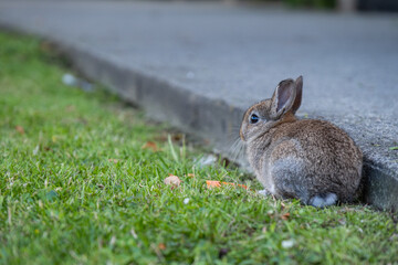an adorable brown bunny eating carrot dropped on the grass near the walking path under the shade