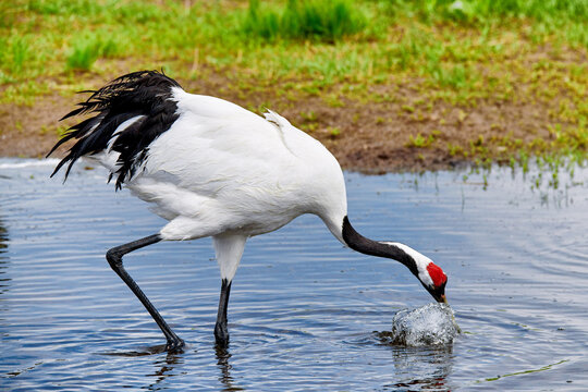 Red - crowned crane in Zhalong Nature Reserve Qiqihar city Heilongjiang province, China.