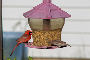 Cardinal and Sparrow Eating out of a Bird Feeder