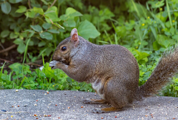 Squirrel Eating Food